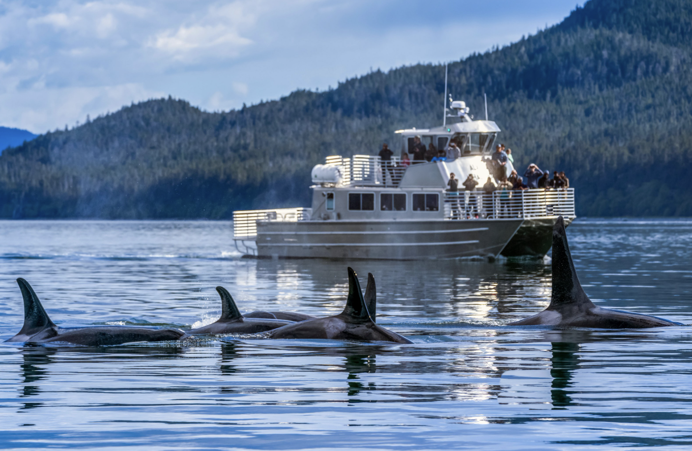 common bottlenose dolphin